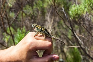 Little chameleon on hand posing
