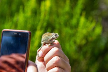 Little chameleon on hand posing