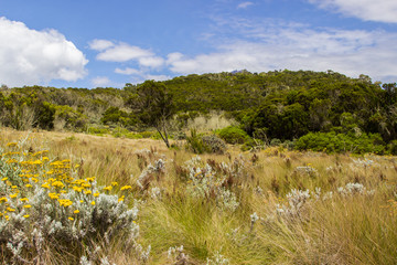 Kilimanjaro national park landscape