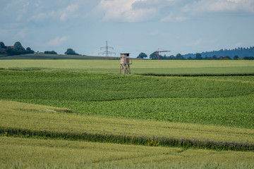 Getreideanbau im Frühjahr