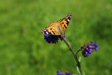 Close-up of a butterfly on a blue flower, green blurry background (Common butterfly tiger)