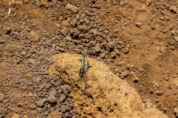 Little chameleon on stone