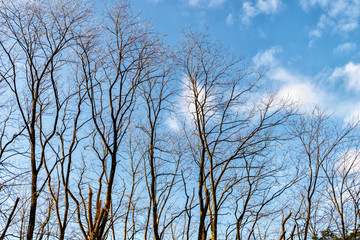 forest in the north of spain