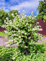 Flowering bush garden jasmine, white Chubushnik (lat. Philadelphus). Shtambic shrub formed