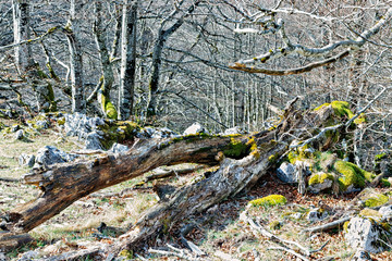 forest in the north of spain