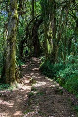 Tropical forest on trek to Kilimanjaro, Africa
