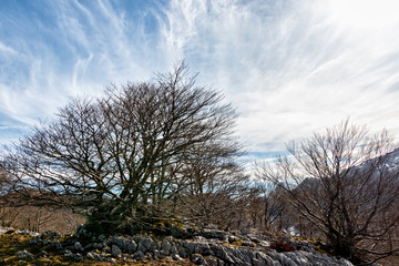 forest in the north of spain