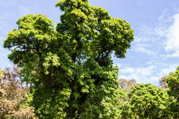 Tropical forest on trek to Kilimanjaro, Africa