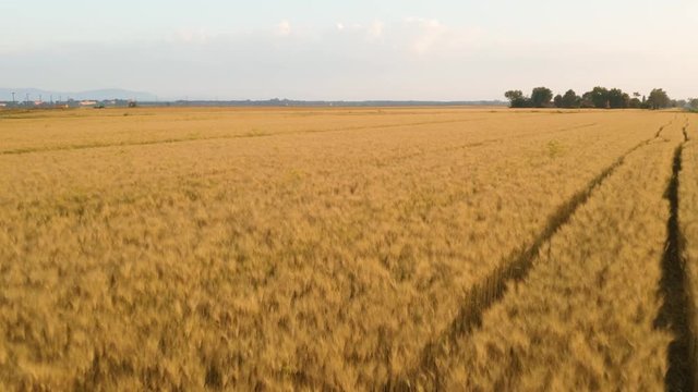 Campo di farro, anche detto triticum. Il pi&ugrave; antico tipo di frumento coltivato