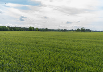 beautifull field of wheat in summer time 