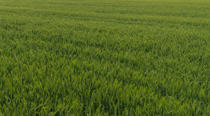 beautifull field of wheat in summer time 