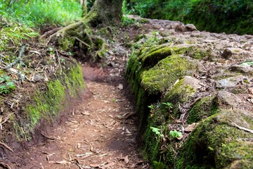 Moss on stones in forest