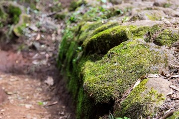 Moss on stones in forest
