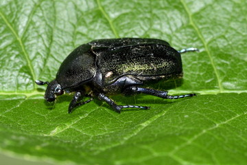 beetle bronze green on the sheet