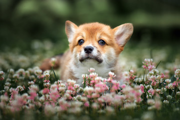 adorable corgi puppy walking outdoors