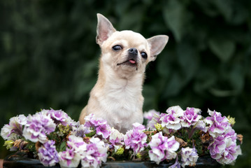 chihuahua dog posing in flowers