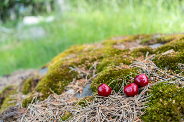 cherries on moss  in the woods. ecologilal concept  © Viktoras