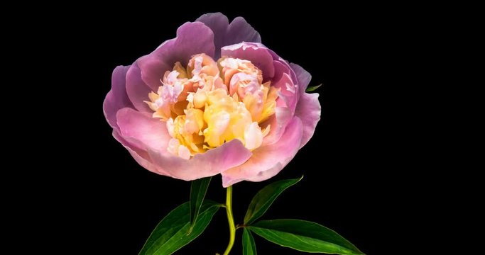 Timelapse of pink peony flower blooming on black background in 4K