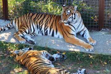 Bengal tigress lies next to a young tiger cub. Travel and tourism, nature, parents and childs, family, animals and wildlife, zoo concept.