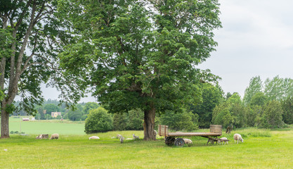 beautiful swedish landscape with sheeps. the end of summer. 