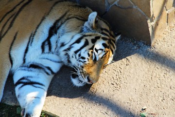 Fototapeta premium Adult Amur (siberian) tiger sleeping in the shade of the building. Travel and tourism, nature, calmness and peace, growth, animals and wildlife, zoo concept.