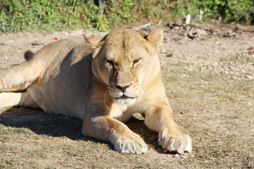 Fototapeta na wymiar A big beautiful lioness lies and rests on the ground. Africa, travel, tourism, nature, safari, animals and wildlife concept.