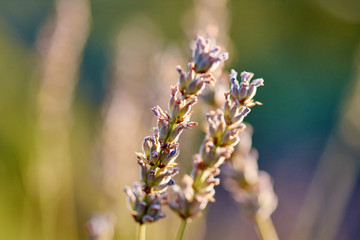 Lavender Field at sunset,  Sunset Over Lavender Field