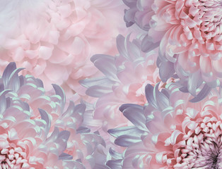 chrysanthemum flowers. pink and violet violet background. floral collage. flower composition. Close-up. Nature.