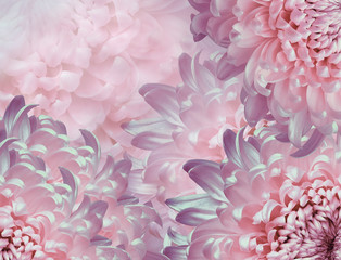 chrysanthemum flowers. pink and purple  background. floral collage. flower composition. Close-up. Nature.