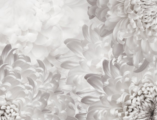 chrysanthemum flowers. white   background. floral collage. flower composition. Close-up. Nature.