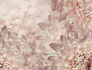 chrysanthemum flowers. light pink   background. floral collage. flower composition. Close-up. Nature.