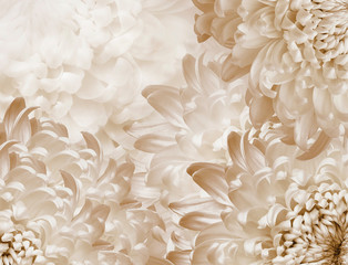 chrysanthemum flowers.  light yellow  background. floral collage. flower composition. Close-up. Nature.