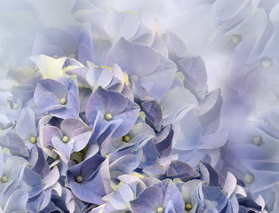 hydrangea flowers. blue background. floral collage. flower composition. Close-up. Nature.