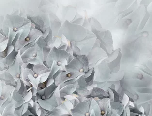  hortensia bloemen. lichtgrijze achtergrond. bloemen collage. bloem samenstelling. Detailopname. Natuur. © nadezhda F