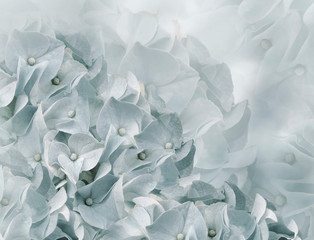 hydrangea flowers. white-blue background. floral collage. flower composition. Close-up. Nature.