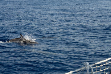 Obraz premium dolphin jumping with two swimming underwater.