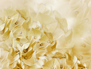 hydrangea flowers. light yellow background. floral collage. flower composition. Close-up. Nature.