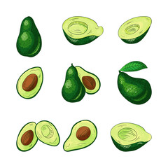 Avocado whole and cut color illustrations set