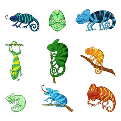 Chameleons in different poses color illustrations set © NatliyaDesigner