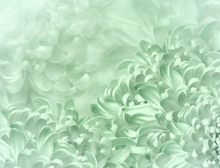 chrysanthemum flowers. light green  background. floral collage. flower composition. Close-up. Nature.