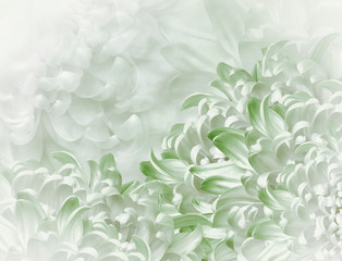 chrysanthemum flowers. white-green  background. floral collage. flower composition. Close-up. Nature.