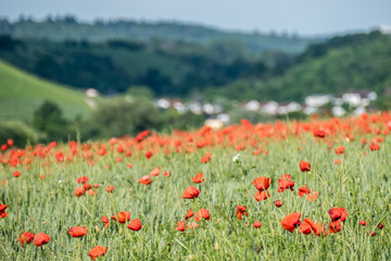 Klatschmohnblüten im Getreidefeld