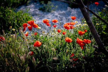 Red poppies