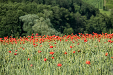 Klatschmohnblüten im Getreidefeld