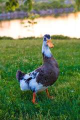 Goose on the grass in the park