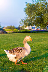 Goose on the grass in the park