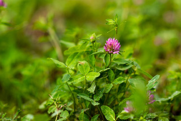 Closeup of  Invasive Rose clover (Trifolium hirtum) wildflowers blooming on a field