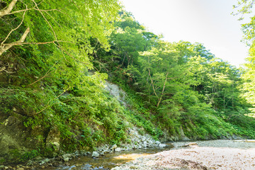 Fototapeta na wymiar ブナの森の流れの透明な涼しい渓流