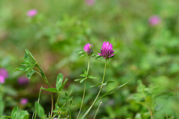 Closeup of  Invasive Rose clover (Trifolium hirtum) wildflowers blooming on a field