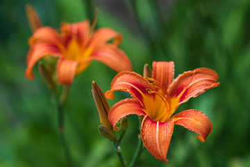 closeup of ,  beautiful orange lily (Lilium bulbiferum) with water drops